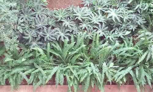 Grow greenery plants