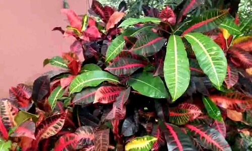 Grow greenery plants