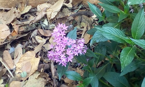 Grow greenery plants